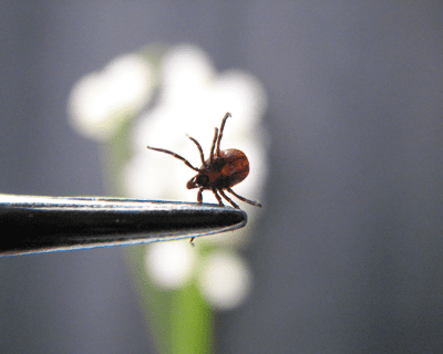 remove a tick with tweezers