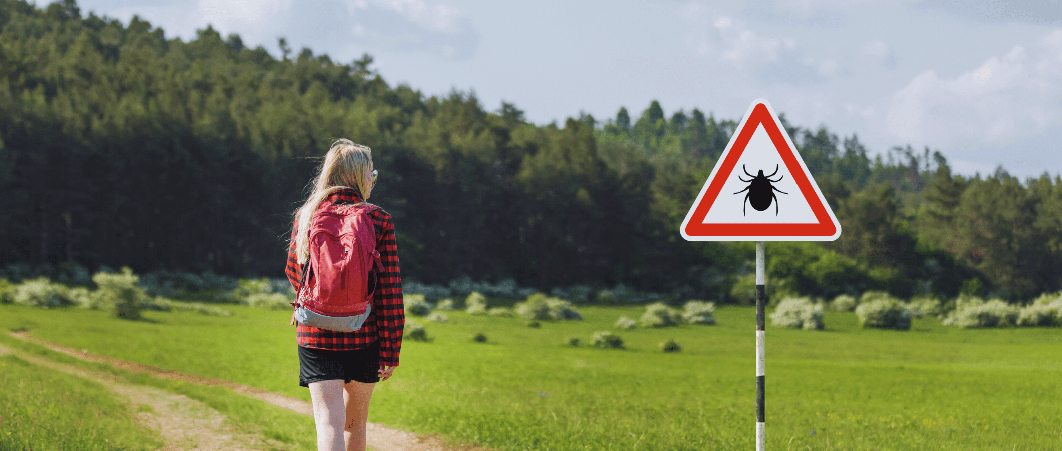 piqûre de tique en foret et maladie de lyme