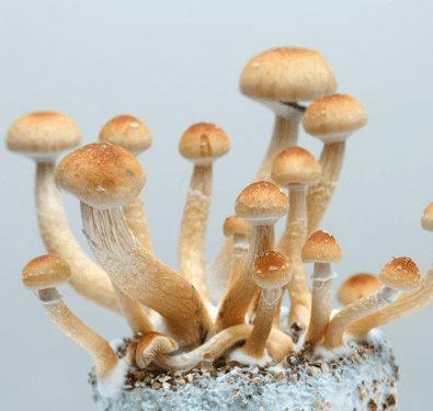 psychedelic treatment for resistant depression